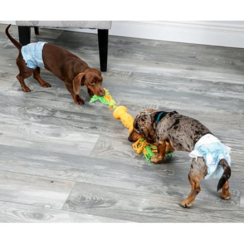 Hartz Disposable Dog Diapers for Female and Male Dogs or Puppies | Superior Leak Proof Protection | Size M | Pack of 32