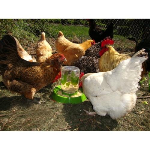 Lixit Reversible Dual Function Feeder or Waterer for Baby Chicks
