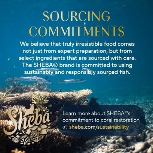 Sheba Perfect Portions Kitten Variety Flavors Pate Wet Cat Food, 2.6 oz Twin-Pack Trays (24 Pack)