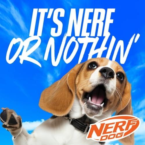 Nerf Dog Compact Blaster Tennis Ball Launcher for Dogs with 2 Balls, 12 inch