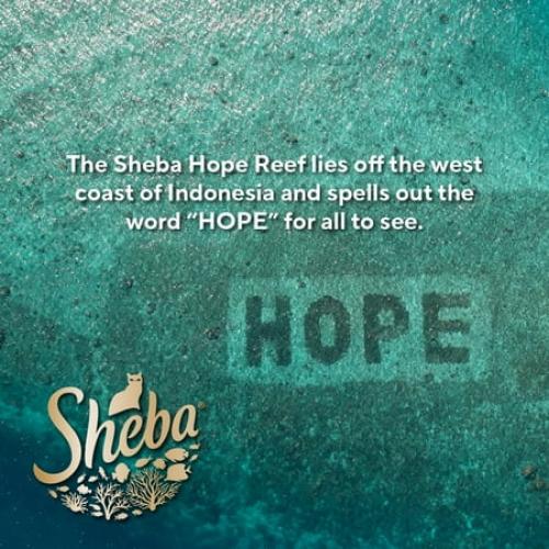 Sheba Perfect Portions Kitten Variety Flavors Pate Wet Cat Food, 2.6 oz Twin-Pack Trays (24 Pack)