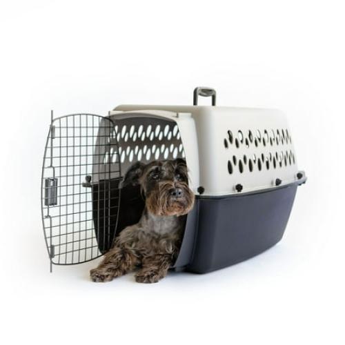 Vibrant Life Pet Kennel Small/Medium 26 Dog Crate, Plastic Travel Pet Carrier for Pets 15-25 lb, Grey