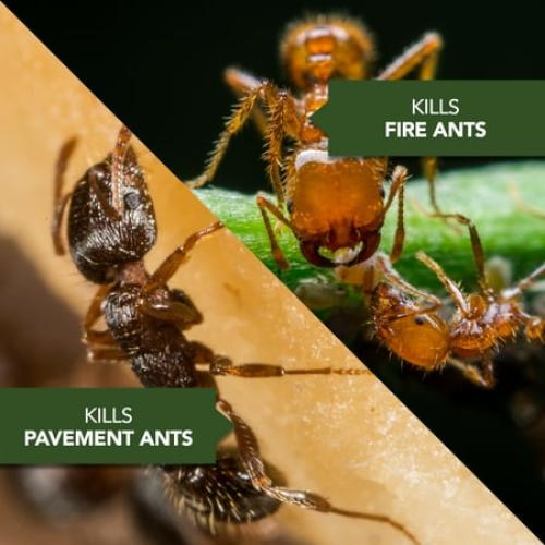 Size 1.5Lbs BioAdvanced Fire Ant Killer Dust Insecticide, Kills The Queen & Destroys The Mound, 1.5-Pounds