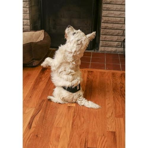 Pet Parents Premium Washable Belly Bands for Male Dogs & Extendrs, (3pack) of Male Dog Diapers & Male Dog Belly Bands, Color: Black, Size: Small Dog Diapers Male