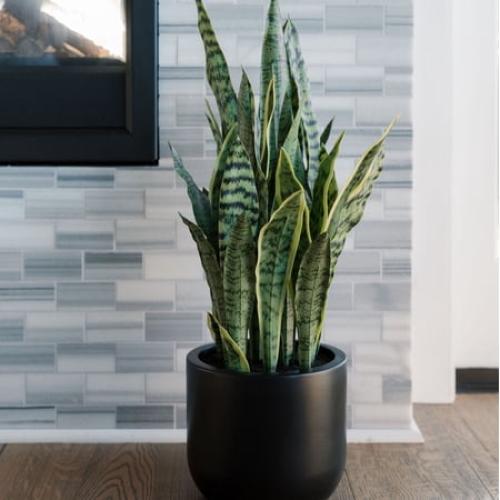 30 Snake Plant fake plant