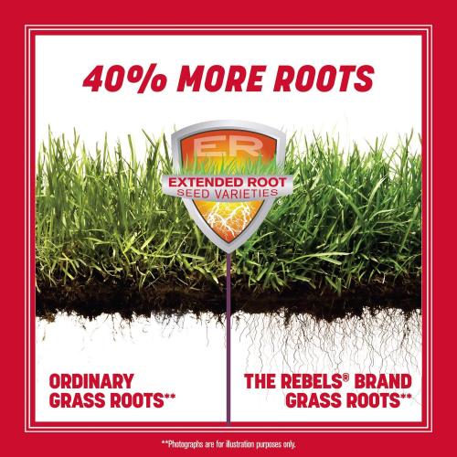 Pennington The Rebels Tall Fescue Grass Sun or Shade Grass Seed 7 lb