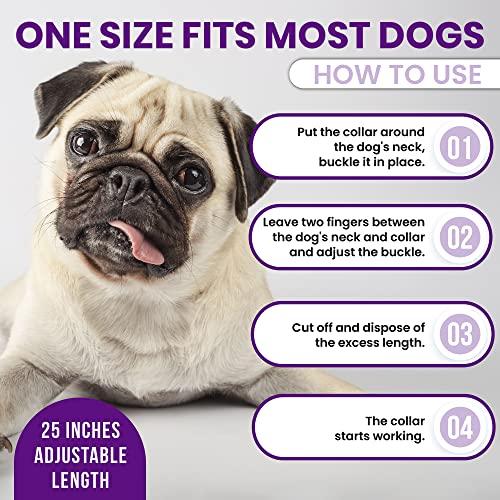 Royce Naturals 4 Pack Calming Collar for Dogs, Pheromone Breakaway Dog Collar, Separation Anxiety Relief for Dogs, Purple, (PETCOL01-3PP)