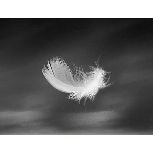 Bulk Goose Down Feather Stuffing & Fill – Hypoallergenic Pillow Filling, Repair, Restuff, Fluff for Couch Cushions, Comforters, Jackets5/95-1Lb DIY