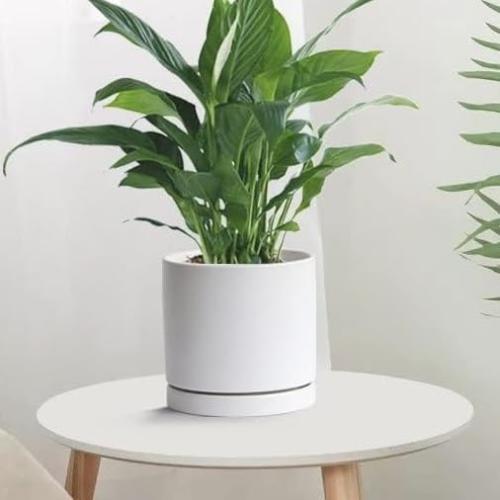 Plant Saucer White Ceramic Deep Pot Tray, Planter Saucers Water Drip Trays for Indoors Outdoor, Thick Durable Sturdy Flower Pot Saucers for Glazing Pots Base,