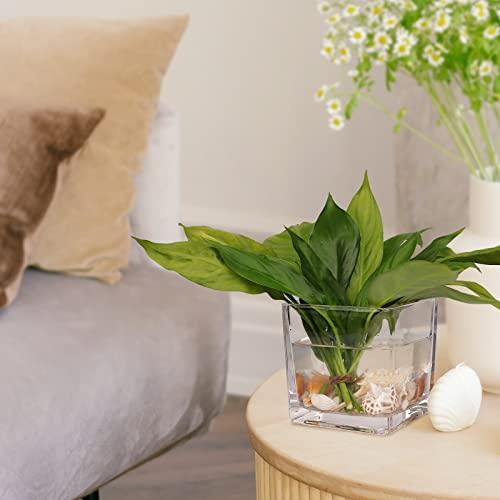 Set of 6 Square Glass Vases 4 x 4 x 4, Clear Flower Vase, Plant Terrarium, Candle Holder for Wedding Centerpiece, Office Decorations, Home Décor, Parties and Events