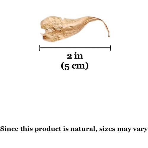 SunGrow 50 pcs Catappa Indian Almond Leaves for Betta Fish Tank Aquarium, 2” Water Conditioner Leaves, Leaf Also Suitable for Shrimp, Goldfish, Guppy and Frogs