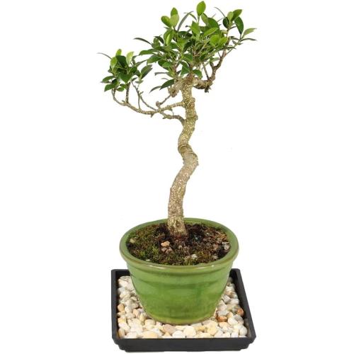 (Ceramic pot not included) Brussel's Bonsai - Live Golden Gate Ficus Bonsai Tree with Ceramic Bonsai Pot & Humidity Tray, Indoor Bonsai Plant, 7 Years Old, 8-16 Inches Tall, Easy Care Houseplant for Home or Office (Medium)