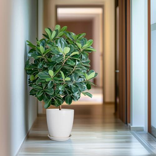 10 Inch Ceramic Planter Pot - Large Plant Pot with Drainage Hole and Saucer, Modern Round Flower Pots for Indoor Outdoor Plants, Garden Planter, White