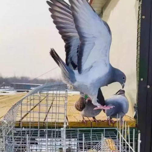 Pigeon Cage, Household Automatic Sky Falling Bird Container Rotating Flip Board Outdoor, Breeding Farm Specific Pigeon Coop,Pigeon Trap with Escape.