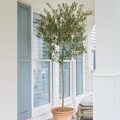 Brighter Blooms - Arbequina Olive Tree, 4-5 ft. - No Shipping To AZ