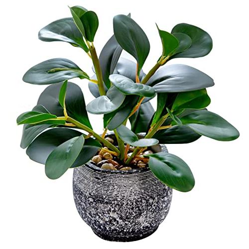 AlphaAcc Small Artificial Ficus in Black Cement Pot Desk Decor