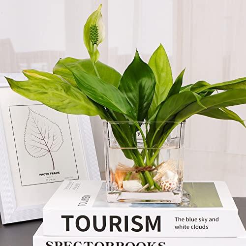 Set of 6 Square Glass Vases 4 x 4 x 4, Clear Flower Vase, Plant Terrarium, Candle Holder for Wedding Centerpiece, Office Decorations, Home Décor, Parties and Events