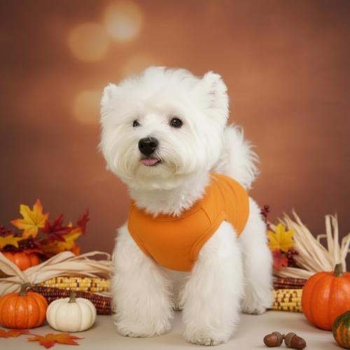 Size S/M....Chol&Vivi Dog Shirt Clothes, 2pcs Shirt for Large Size Dog, Blank Pet Cotton Sleeveless Apparel Soft and Lightweight, Tank Top for All Breeds, Red and Orange