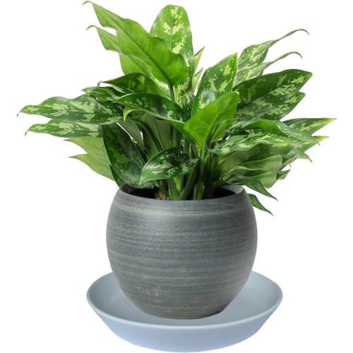1 Pack Plant Saucer Pot Trays 14 Inch, Deep Plant Saucers Water Catcher Tray for Indoor & Outdoor Planters,Bird Bath Durable Ceramic Plant Tray for Flower Pot （14 inch White）