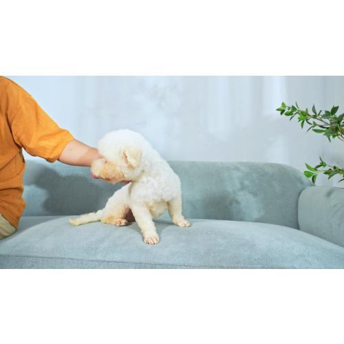 Elevated Ceramic Dog Bowl, 3.6 Cups Dog Food and Water Bowl Set with Stand
