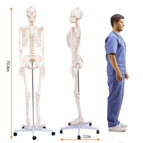 Life Size Posable Skeleton for Anatomy, 70.8'' Human Skeleton Bones Full Size Skeleton Model with Nervous System & Carotid Artery, Medical PVC Anatomy Skeleton Model W/Rolling Stand for Study Display