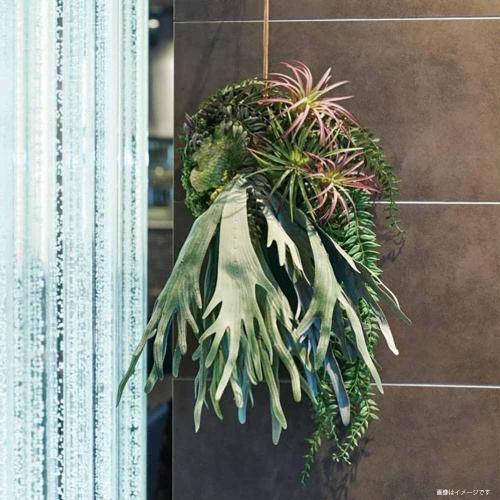 Asuka Artificial Flower Stag Horn Green Total Length: Approx. 21.7 inches (55 cm), Width: Approx. 23.6 inches (60 cm), A-44125-051A