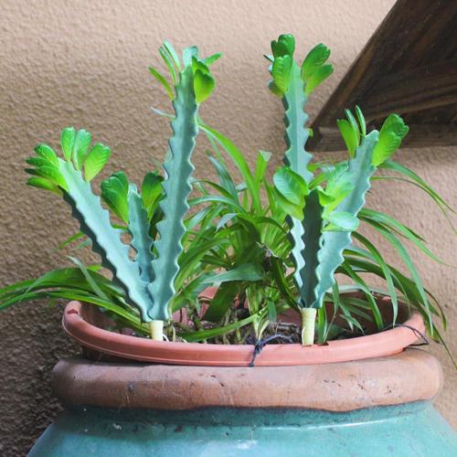 COTSEN 2 Pack 12.2 inch Artificial Succulents Artificial Cactus Plant Fake Cactus Unpotted Artificial Succulent Plants Home Garden Office Indoor and Outdoor Decor