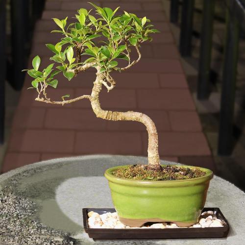 (Ceramic pot not included) Brussel's Bonsai - Live Golden Gate Ficus Bonsai Tree with Ceramic Bonsai Pot & Humidity Tray, Indoor Bonsai Plant, 7 Years Old, 8-16 Inches Tall, Easy Care Houseplant for Home or Office (Medium)