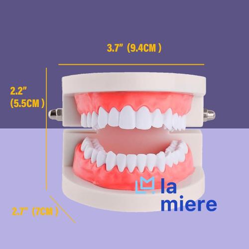 LA MIERE 1 Pack Standard Teeth Model Adult Standard Typodont Demonstration Denture Model for Kids Dental Teaching, Clean Display, Education, Study (No Wisdom Teeth) Gift Set