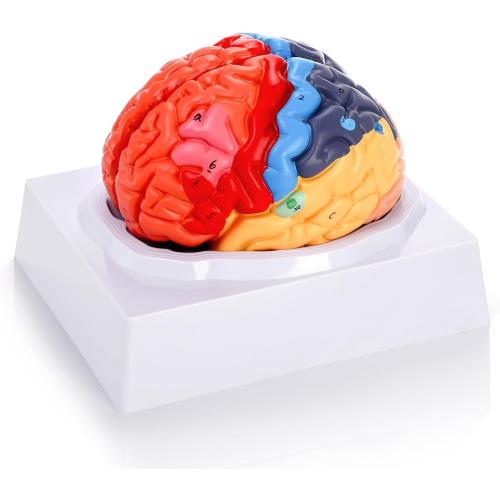ZENFUN Life-Size Human Brain Anatomical Model, Color-Coded Partitioned Brain, 2 Parts, Anatomically Accurate Brain Model for Science Classroom Study Display Teaching Medical Model