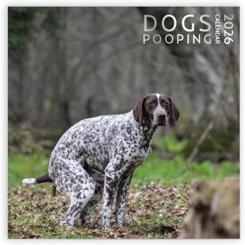 Dog Pooping Calendar 2026, 12 x 12 inch, Funny Gift, White Elephant, Gag Gift, Secret Santa
