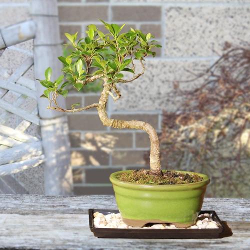(Ceramic pot not included) Brussel's Bonsai - Live Golden Gate Ficus Bonsai Tree with Ceramic Bonsai Pot & Humidity Tray, Indoor Bonsai Plant, 7 Years Old, 8-16 Inches Tall, Easy Care Houseplant for Home or Office (Medium)