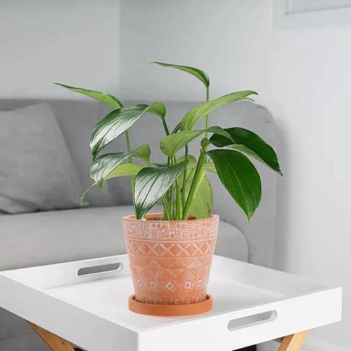 Cedilis 2 Pack Terracotta Pots, 5 Inch Red Clay Planter Pots with Drainage and Saucers, Ceramic Pottery Succulent Planter, Garden Cactus Flower Planters with White Geometric Designs