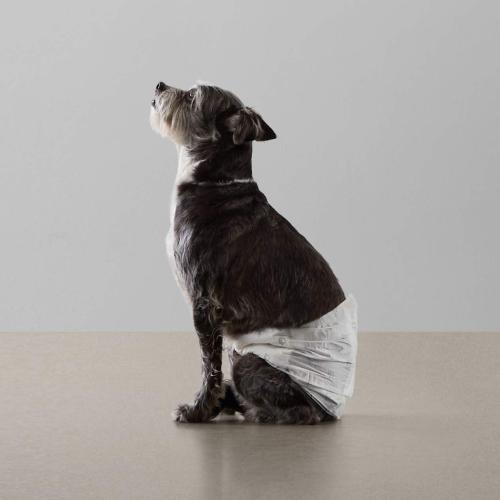 Amazon Basics Leak-Proof, Super Absorbent Male Dog Diapers with Wetness Indicator, Comfortable Design, Breathable Disposable Wrap, Secure Fit, Small, 30 Count