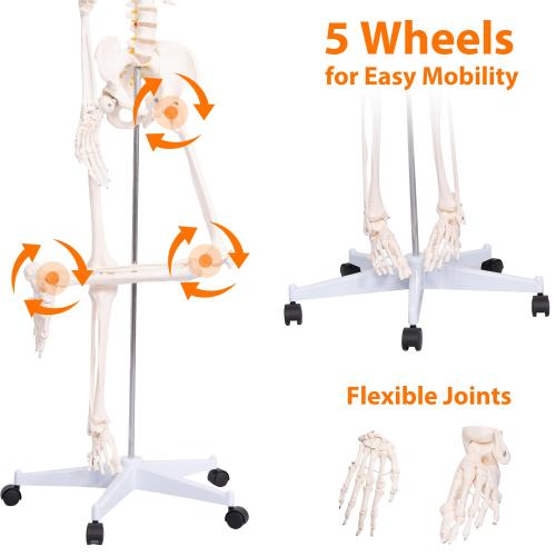 Life Size Posable Skeleton for Anatomy, 70.8'' Human Skeleton Bones Full Size Skeleton Model with Nervous System & Carotid Artery, Medical PVC Anatomy Skeleton Model W/Rolling Stand for Study Display