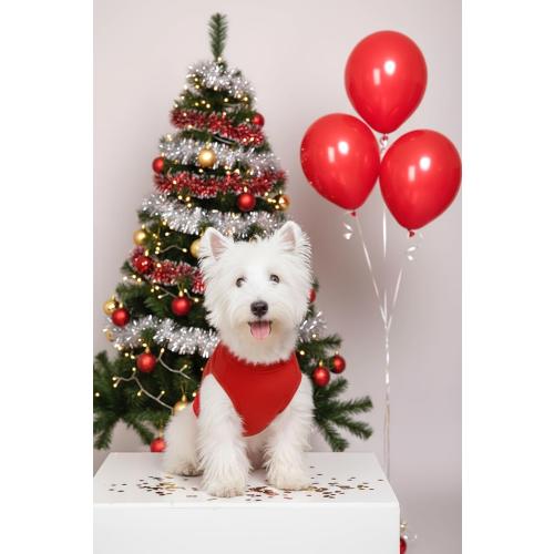 Size S/M....Chol&Vivi Dog Shirt Clothes, 2pcs Shirt for Large Size Dog, Blank Pet Cotton Sleeveless Apparel Soft and Lightweight, Tank Top for All Breeds, Red and Orange