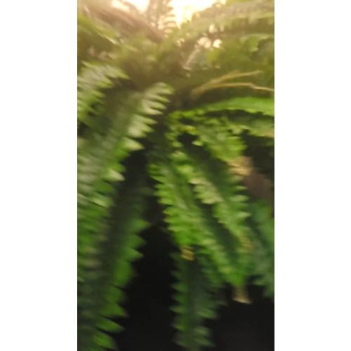 49inch Single Silky Artificial Boston Fern Bush, 49Inch Large Artificial Ferns for Outdoors, Large Faux Ferns Artificial Plants,Suitable for Decorating Office, Living Room Faux Greenery,95Branches