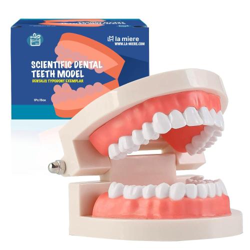 LA MIERE 1 Pack Standard Teeth Model Adult Standard Typodont Demonstration Denture Model for Kids Dental Teaching, Clean Display, Education, Study (No Wisdom Teeth) Gift Set