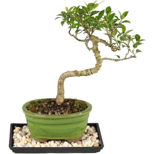 (Ceramic pot not included) Brussel's Bonsai - Live Golden Gate Ficus Bonsai Tree with Ceramic Bonsai Pot & Humidity Tray, Indoor Bonsai Plant, 7 Years Old, 8-16 Inches Tall, Easy Care Houseplant for Home or Office (Medium)