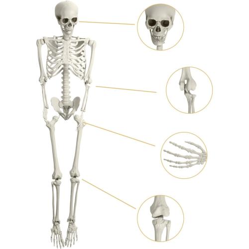 5.4ft Halloween Life Size Skeleton, Posable Halloween Skeleton Life Size Decor, Full Size Skeletons, Outdoor SkeletonHalloween Decorations (White)