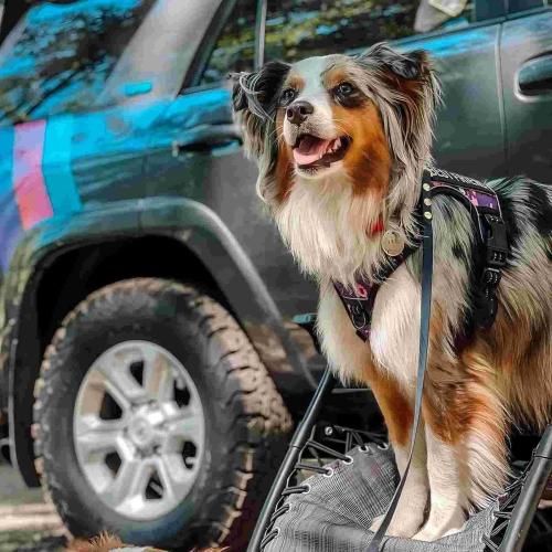 Size M....Auroth Tactical Dog Harness for Small Medium Large Dogs No Pull Adjustable Pet Harness Reflective K9 Working Training Easy Control Pet Vest Military Service Dog Harnesses (M, Purple Camo)
