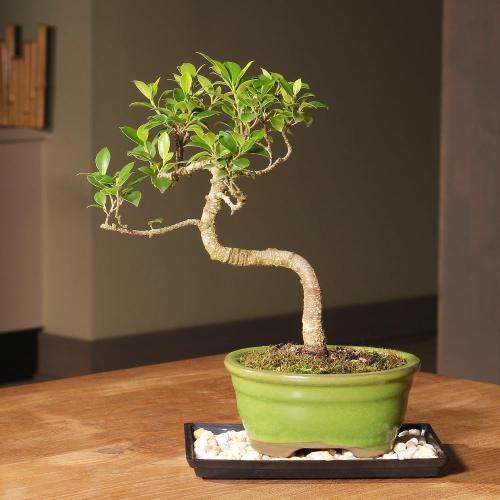 (Ceramic pot not included) Brussel's Bonsai - Live Golden Gate Ficus Bonsai Tree with Ceramic Bonsai Pot & Humidity Tray, Indoor Bonsai Plant, 7 Years Old, 8-16 Inches Tall, Easy Care Houseplant for Home or Office (Medium)