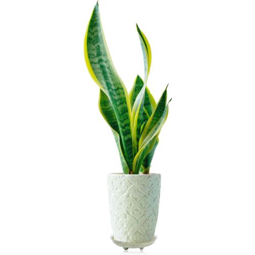Idyllize 5 Pieces of 16 inch Clear Thick Plastic Heavy Duty Sturdy Plant Saucer Drip Trays for pots (16'')