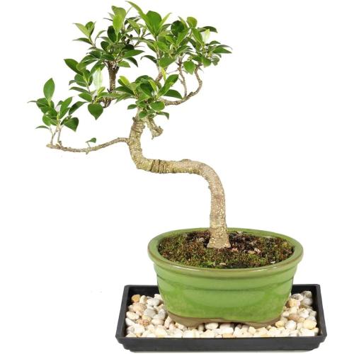 (Ceramic pot not included) Brussel's Bonsai - Live Golden Gate Ficus Bonsai Tree with Ceramic Bonsai Pot & Humidity Tray, Indoor Bonsai Plant, 7 Years Old, 8-16 Inches Tall, Easy Care Houseplant for Home or Office (Medium)