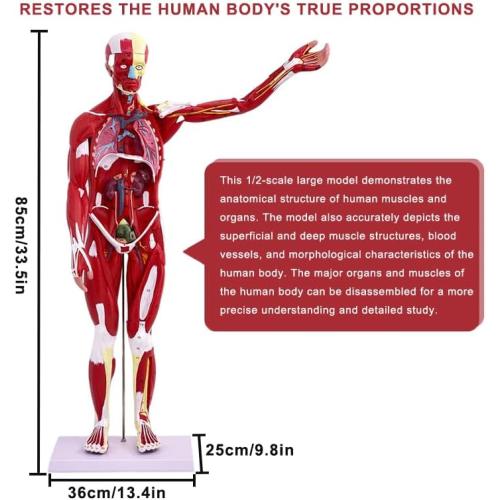 Human Anatomy Muscle Model, 27 Part 1/2 Life Size 33” Human Body Muscular System Model with Removable Organs and Muscle Anatomy Includes Color Product Manual, for Medical Educational Training