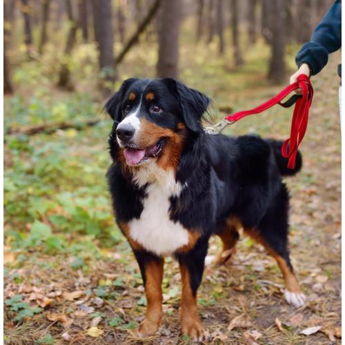 TwoEar 6FT 1IN Strong Red Dog Leash with 2 Padded Handles, Traffic Handle Extra Control, Comfortable Soft Dual Handle, Auto Lock Hook, Reflective Walking Lead for Small Medium and Large Dogs