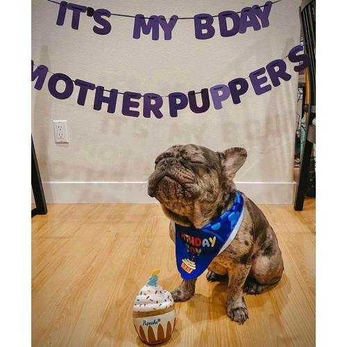 Nestpark Dog Birthday Toy - Pup Cake Puppy Cupcake Plush Squeak and Crinkle Gift