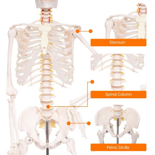 Life Size Posable Skeleton for Anatomy, 70.8'' Human Skeleton Bones Full Size Skeleton Model with Nervous System & Carotid Artery, Medical PVC Anatomy Skeleton Model W/Rolling Stand for Study Display