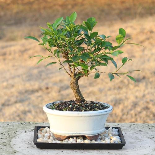 (Ceramic pot not included) Brussel's Bonsai - Live Golden Gate Ficus Bonsai Tree with Ceramic Bonsai Pot & Humidity Tray, Indoor Bonsai Plant, 7 Years Old, 8-16 Inches Tall, Easy Care Houseplant for Home or Office (Medium)