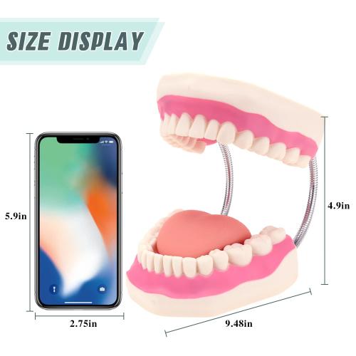 RONTEN Dental Teeth Care Model-Mouth Model for Speech Therapy, Enlarged 6 Times Standard Size, for Both Dental and Speech Therapy Training. Includes Matching Giant Toothbrush